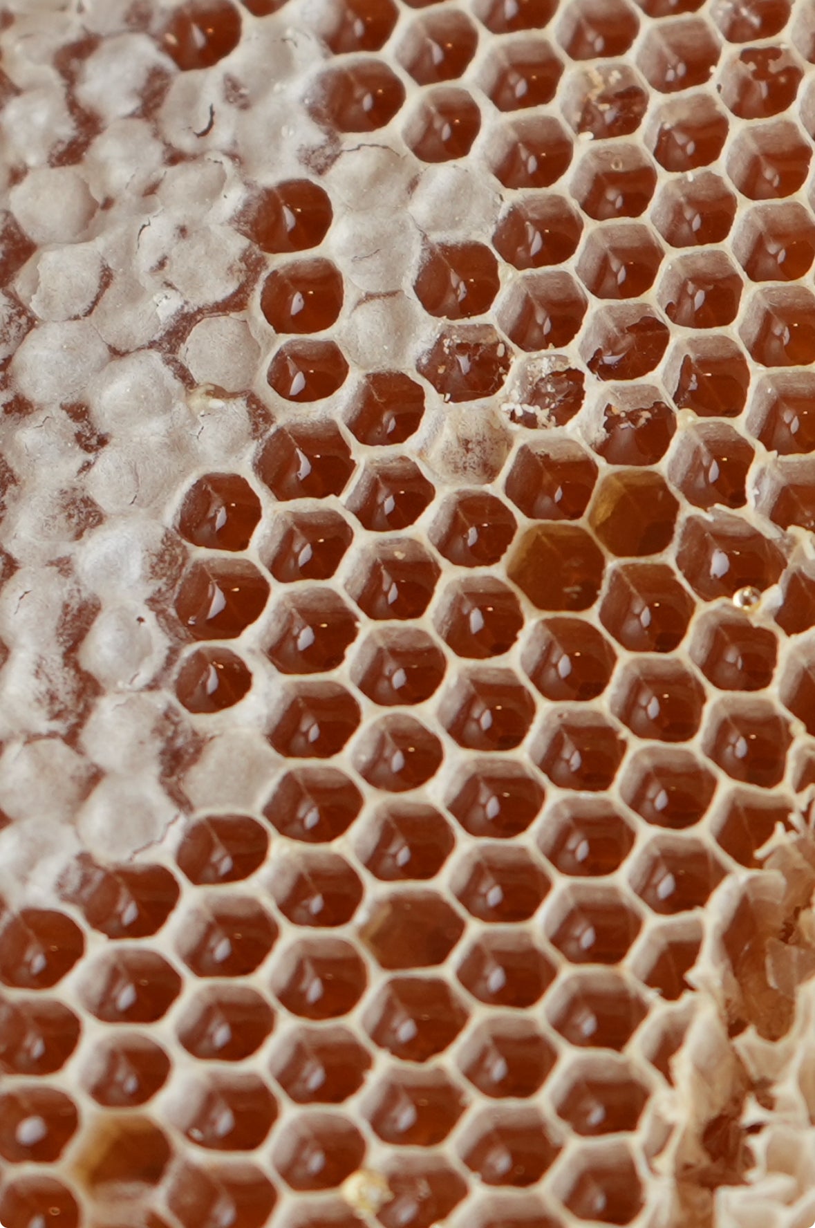 قرف عسل سدر عصيمي بالشمع درجة اولى The best AlAssimi Sidr honey with wax